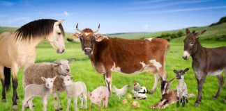 Crescătorii de animale primesc subvențiile aferente lunii septembrie din Campania 2025. În județul Brașov s-a plătit suma de aproape un milion de lei