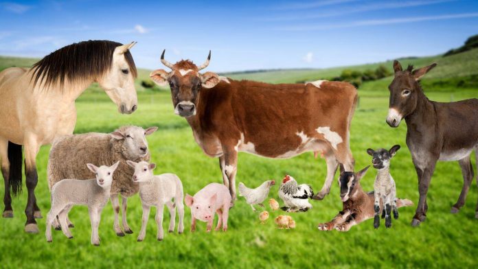 schema-ajutor-de-stat-animale-aprobare