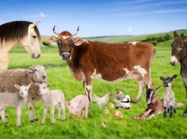 Cererile inițiale de ajutor de stat în sectorul creşterii animalelor se depun până la 15 decembrie