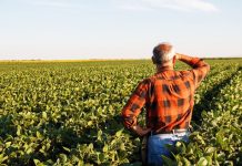 APIA vs. INS. Terenurile declarate la APIA de fermieri, constrazise de statisticile INS. APIA vine cu explicații