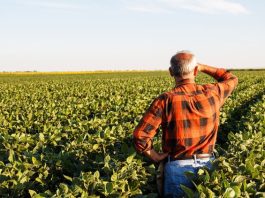 APIA vs. INS. Terenurile declarate la APIA de fermieri, constrazise de statisticile INS. APIA vine cu explicații