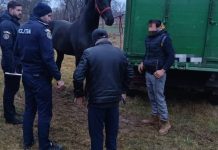 Târg de animale ilegal, la Recea. Polițiștii au aplicat amenzi și au întocmit dosare penale