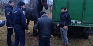 Târg de animale ilegal, la Recea. Polițiștii au aplicat amenzi și au întocmit dosare penale