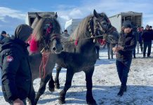 Amenzi în valoare de 10.000 lei aplicate la târgul de cabaline organizat la Recea