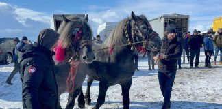 Amenzi în valoare de 10.000 lei aplicate la târgul de cabaline organizat la Recea