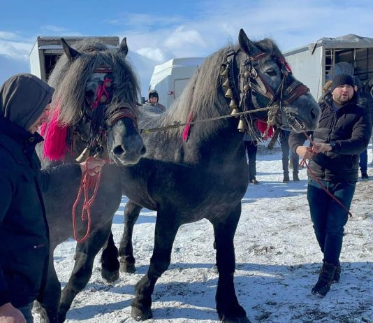 Amenzi în valoare de 10.000 lei aplicate la târgul de cabaline organizat la Recea