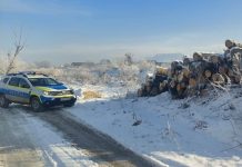 Verificări la un ocol silvic din județul Brașov, soldate cu amendă, confiscarea lemnului și a unui mijloc de transport