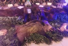 Foto. Peste 500 de participanți la Balul Vânătorilor de la Complexul Miruna. Premiul I la Tombola balului, o blană de urs, iar la licitație, un mistreț