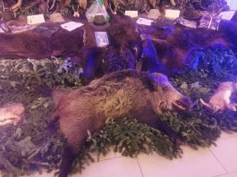 Foto. Peste 500 de participanți la Balul Vânătorilor de la Complexul Miruna. Premiul I la Tombola balului, o blană de urs, iar la licitație, un mistreț