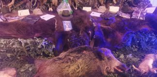 Foto. Peste 500 de participanți la Balul Vânătorilor de la Complexul Miruna. Premiul I la Tombola balului, o blană de urs, iar la licitație, un mistreț