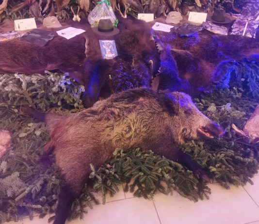 Foto. Peste 500 de participanți la Balul Vânătorilor de la Complexul Miruna. Premiul I la Tombola balului, o blană de urs, iar la licitație, un mistreț