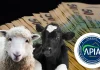 APIA a plătit subvențiile aferente lunii noiembrie pentru crescătorii de animale
