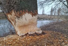 Foto. Regatul castorilor, pe malul Oltului. Rozătoarele aduse de Fundația Conservation Carpathia distrug tot ce le iese în cale