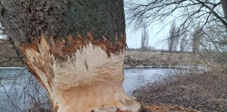 Foto. Regatul castorilor, pe malul Oltului. Rozătoarele aduse de Fundația Conservation Carpathia distrug tot ce le iese în cale