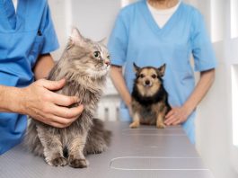 Sterilizare gratuită pentru animale de companie, la Victoria, 1 aprilie, începând cu ora 10.00