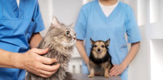 Sterilizare gratuită pentru animale de companie, la Victoria, 1 aprilie, începând cu ora 10.00