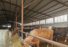 APIA eliberează adeverințe pentru beneficiarii intervenției DR 06 – Bunăstarea animalelor