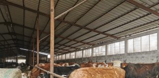 APIA eliberează adeverințe pentru beneficiarii intervenției DR 06 – Bunăstarea animalelor