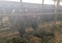 Foto și video.Ferma ,,Bălaș“ din Viștea de Sus păstrează tradiția bivolului din Țara Făgărașului. Radu Bălașa n-a primit subvențiile pentru cele peste 600 de capete de animale din fermă. Povestea bivolițelor