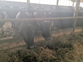 Foto și video.Ferma ,,Bălaș“ din Viștea de Sus păstrează tradiția bivolului din Țara Făgărașului. Radu Bălașa n-a primit subvențiile pentru cele peste 600 de capete de animale din fermă. Povestea bivolițelor