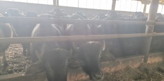 Foto și video.Ferma ,,Bălaș“ din Viștea de Sus păstrează tradiția bivolului din Țara Făgărașului. Radu Bălașa n-a primit subvențiile pentru cele peste 600 de capete de animale din fermă. Povestea bivolițelor