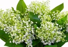 8 Martie, Ziua Internaţională a Femeii. La mulţi ani tuturor mamelor, doamnelor şi domnişoarelor!