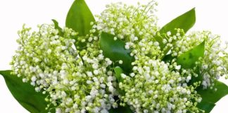 8 Martie, Ziua Internaţională a Femeii. La mulţi ani tuturor mamelor, doamnelor şi domnişoarelor!