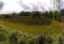 Încă o finanțare europeană pentru amenajarea zonei Heleșteu din Victoria. Proiectul va transforma un hectar de teren într-un spațiu verde