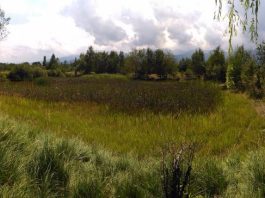 Încă o finanțare europeană pentru amenajarea zonei Heleșteu din Victoria. Proiectul va transforma un hectar de teren într-un spațiu verde