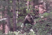 Braconaj la urs. Doi bărbați au fost reținuți de polițiști, unul din Victoria și altul din comuna Viștea