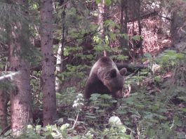 Braconaj la urs. Doi bărbați au fost reținuți de polițiști, unul din Victoria și altul din comuna Viștea