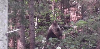 Braconaj la urs. Doi bărbați au fost reținuți de polițiști, unul din Victoria și altul din comuna Viștea