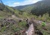 Foto. Ocolul Silvic ,,Pădurile Făgărașului“ a organizat o nouă campanie de împădurire. A fost vizată zona montană ce aparține comunei Hârseni