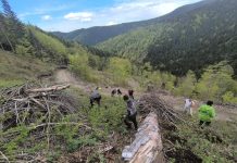 Foto. Ocolul Silvic ,,Pădurile Făgărașului“ a organizat o nouă campanie de împădurire. A fost vizată zona montană ce aparține comunei Hârseni