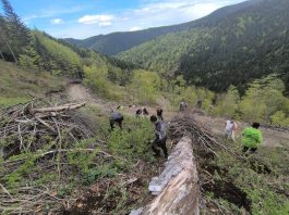 Foto. Ocolul Silvic ,,Pădurile Făgărașului“ a organizat o nouă campanie de împădurire. A fost vizată zona montană ce aparține comunei Hârseni