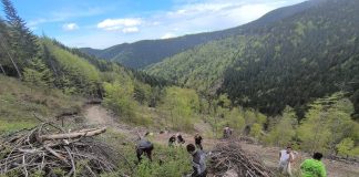 Foto. Ocolul Silvic ,,Pădurile Făgărașului“ a organizat o nouă campanie de împădurire. A fost vizată zona montană ce aparține comunei Hârseni