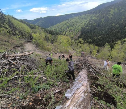 Foto. Ocolul Silvic ,,Pădurile Făgărașului“ a organizat o nouă campanie de împădurire. A fost vizată zona montană ce aparține comunei Hârseni