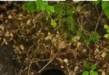 Căutările copilașului de 5 ani au dat roade! Alex a fost găsit în pădure, conștient