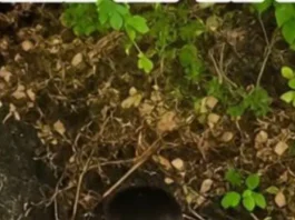 Căutările copilașului de 5 ani au dat roade! Alex a fost găsit în pădure, conștient