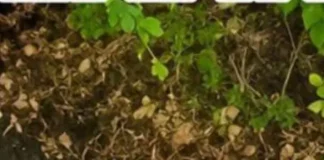 Căutările copilașului de 5 ani au dat roade! Alex a fost găsit în pădure, conștient