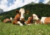 APIA. Sprijin financiar de peste 15,68 milioane lei pentru crescătorii de animale