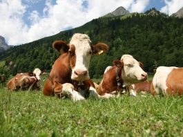 APIA. Sprijin financiar de peste 15,68 milioane lei pentru crescătorii de animale