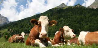 APIA. Sprijin financiar de peste 15,68 milioane lei pentru crescătorii de animale