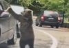 Bilanț sumbru pe Transfăgărășan: Turiștii inconștienți ajung victime în calea urșilor