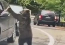Bilanț sumbru pe Transfăgărășan: Turiștii inconștienți ajung victime în calea urșilor