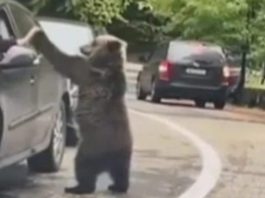 Bilanț sumbru pe Transfăgărășan: Turiștii inconștienți ajung victime în calea urșilor