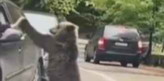 Bilanț sumbru pe Transfăgărășan: Turiștii inconștienți ajung victime în calea urșilor