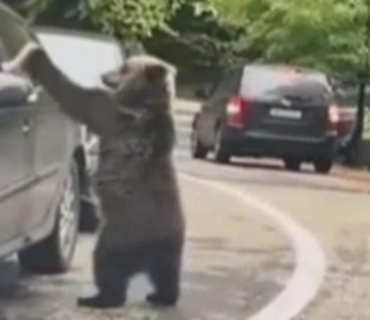 Bilanț sumbru pe Transfăgărășan: Turiștii inconștienți ajung victime în calea urșilor
