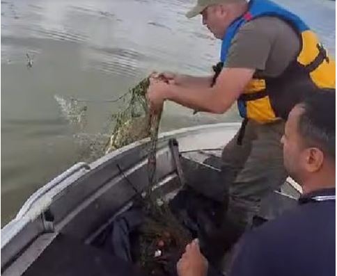 Acțiuni organizate de AVPS Făgăraș pentru combaterea braconajului piscicol pe Olt. În zona Arpaș au fost depistate, de paznicii AVPS Sibiu, plase întinse în apă și pești capturați