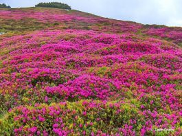Au înflorit bujorii din Munții Făgărașului. Rhododendronul oferă un spectacol de culoare la peste 1400 m altitudine